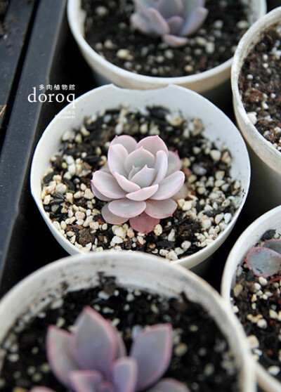 景天科拟石莲花属【皮氏石莲花/蓝石莲】Echeveria peacockii 'desmetiana'