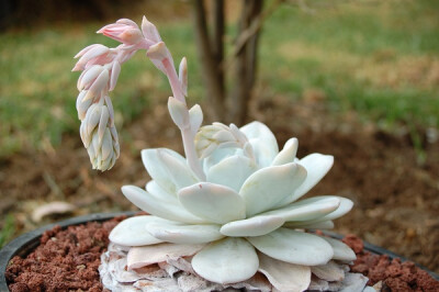 景天科拟石莲花属【雪莲】Echeveria Lauii（图片来源网络）