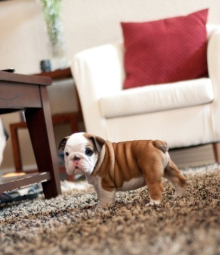 肥嘟嘟的，太可爱了