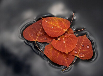 Autumn leaves on the water.