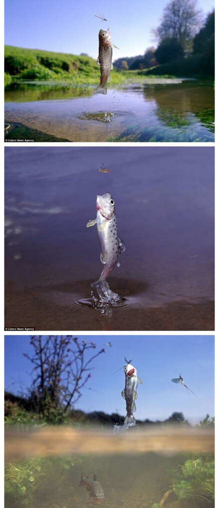 【仅万分之一秒 瞬间定格鱼儿跃出水面捕捉昆虫】英国摄影师Kim Taylor 使用一个特制3500伏特闪光灯和红外光束拍摄到河流中"扑通声"的真实来源，他使用一个独特摄影装置复制了这一野生环境几乎不可能观测到的瞬间。当鱼儿从水面上跃起，这位天才摄影师使用红外光束直接照射。