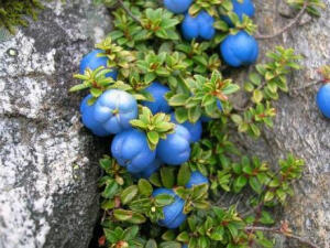 杜鹃花科、白珠树属：刺毛白珠。学名Gaultheria trichophylla，常绿矮小丛生半灌木。分布于西藏、云南、四川；锡金，不丹，尼泊尔也有。