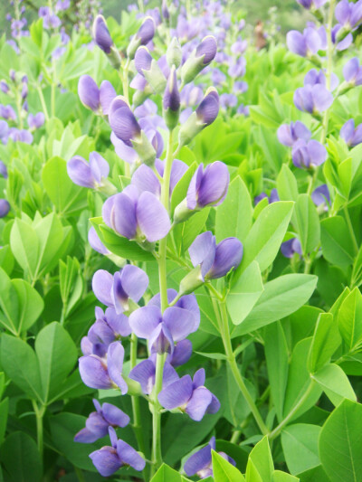 澳洲蓝豆，豆科宿根花卉植物。原产澳洲，茎直立，高约50-100cm左右，羽状复叶，花蝶形,蓝色。花期4-5月。