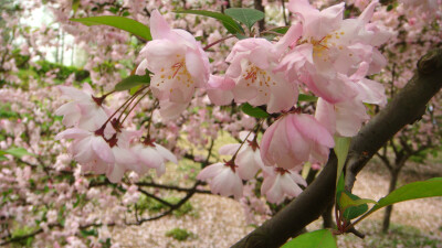 垂丝海棠，蔷薇科苹果属。枝型开展，花丝细长，下垂，花瓣粉色，花柄与花萼均呈紫红色。