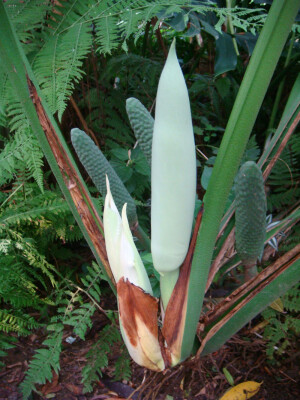 龟背竹，天南星科龟背竹属。幼叶心形无孔，长大后成广卵形、羽状深裂，叶脉间有椭圆形的穿孔，叶具长柄，深绿色。佛焰花序，佛焰苞舟形。