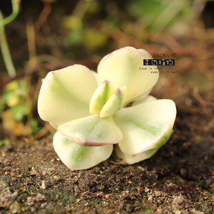 三色花月锦（双头）Crassula portulacea f.variegata 图片来源 淘宝：Jackyの多肉植物