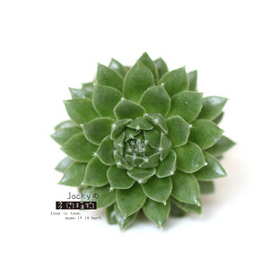 长生草-02Sempervivum grandiflorum 'braunii' 图片来源 淘宝：Jackyの多肉植物