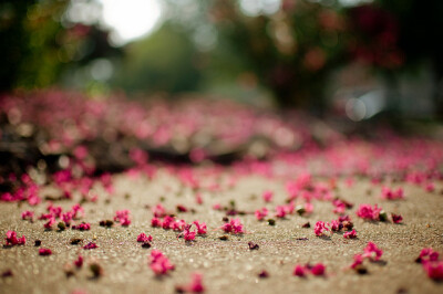 花谢花飞花满天