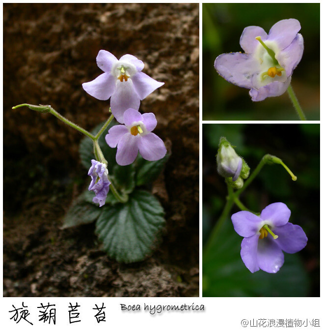 旋蒴苣苔，苦苣苔科，旋蒴苣苔属。热爱苦苣苔的花友们不会错过这个吧？旋蒴苣苔又叫牛耳草，虽然不稀奇，但毕竟是北京第一苦嘛。平时一堆叶子，开花就惊艳。旋蒴苣苔生于山间潮湿的石缝中或岩壁上，松山、玉渡山、碓臼峪等地可见。（北京野花№130，7月22日，摄影 @天冬 ）