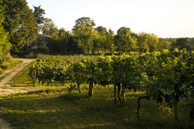 佛龙萨克(fronsac)位于伊勒河和多尔多涅河之间，有1200公顷的葡萄种植面积，葡萄种植在河岸的黏质钙土和砂黏土壌上，佛龙萨克和卡农-佛龙萨克生产香味丰富，酒体结构强，适合长期珍藏的红葡萄酒。