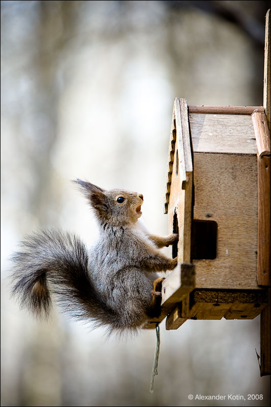 By Александр Котин-Squirrel 啊~不速之客