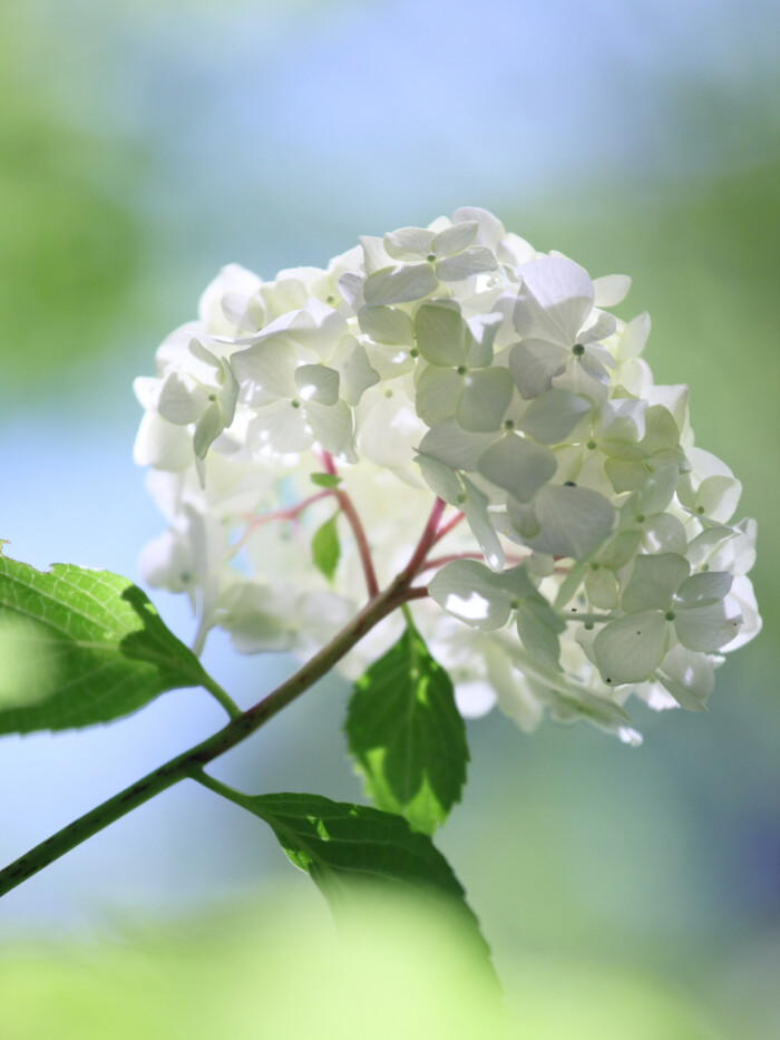 Hydrangea 绣球花 八仙花 紫阳花 White Hydrangea 堆糖 美图壁纸兴趣社区