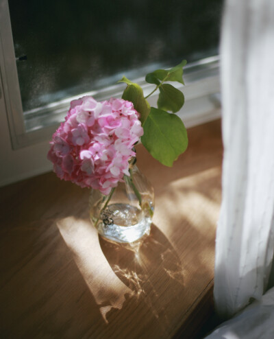 Hydrangea（绣球花、八仙花、紫阳花）By soup & sunday-Pink Hydrangea