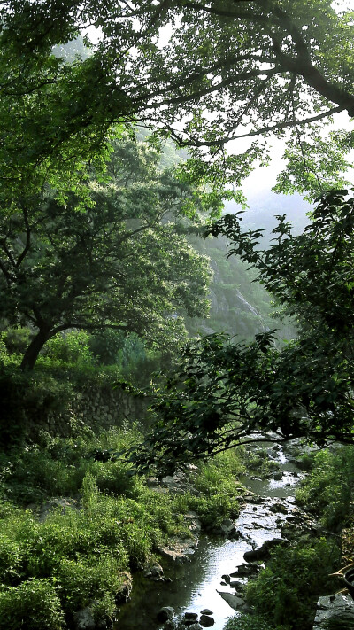 清晨九仙山的一条小溪，感觉挺梦幻