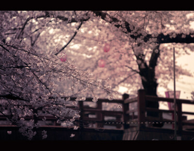 日本庭院 樱花之美