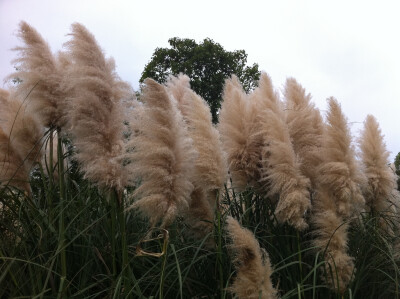 无锡湿地公园的芦苇