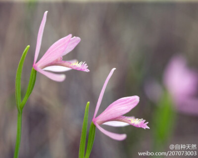 两条吐信子的粉蛇！像吗？哈哈~ { 独脚朱兰，学名： Pogonia ophioglossoides 英文俗称蛇嘴兰（Snakemouth orchid），摄影：Brad Wilson }