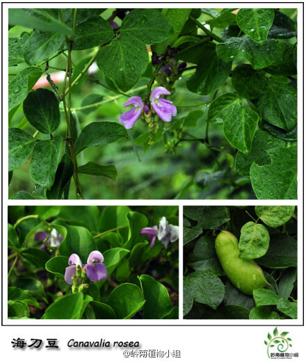 海刀豆（Canavalia rosea）蝶形花科刀豆属 攀援藤本。海刀豆是华南海边常见植物，通常生长在沙滩上，或是缠绕在灌丛中。三出复叶和粉红色的蝶形花冠很好辨认。它的豆荚比平时食用的刀豆要短而肥，不过豆荚及种子有毒，千万别轻易食用！花期7-9月。（摄影：@小Q_金秋@Bigking_大金）