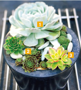 1. 丽腊希娜 景天科石莲花属（Echeveria spp.）15元 2. 红卷娟 景天科长生草属（Sempervivumspp.）10 元 3. 艳日辉 景天科长生草属（Sempervivumspp.）10 元