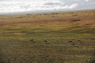 生灵·可可西里