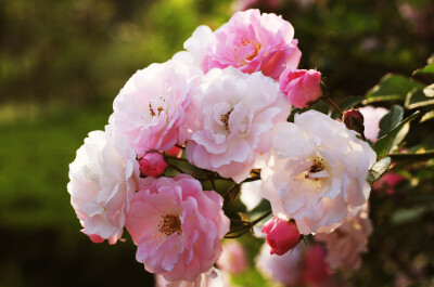 蔷薇花特写