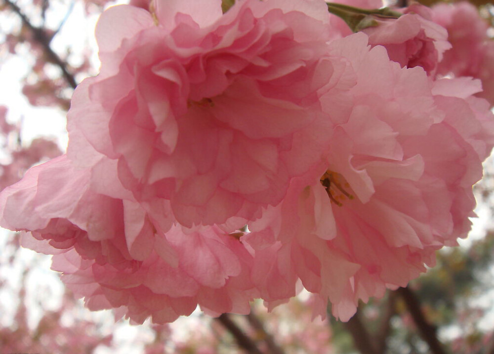 美丽樱花特写