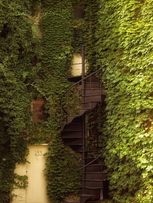 -Ivy staircase, Dublin Ireland