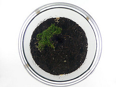 Terrarium with Wild Moss