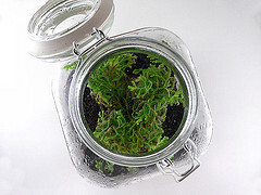 Finished Terrarium with Spike Moss