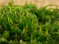 Moss