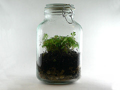 Terrarium