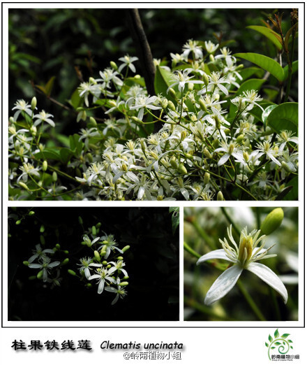 柱果铁线莲（Clematis uncinata）毛茛科铁线莲属 藤本。铁线莲是世界著名的观赏植物，可是比起它那些园艺品种的亲戚，柱果铁线莲的花实在是太朴素了，既不大，又不艳。不过当在野外看到它成片地开放，伴随着扑面而来的花香时，相信依然能令你惊叹，花期6-7月。（摄影：@小Q_金秋）