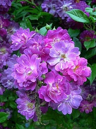 Veilchenblau - thornless, shade-tolerant purple rose with fragrance!