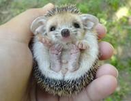 Hedgehog!!!!