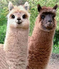 Oh my Llama!