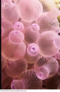 pink sea anemone