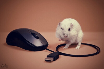 Mouse