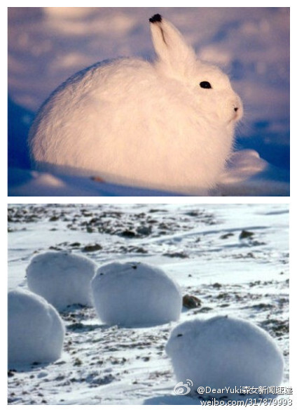 北极兔(Arctic hare)，是一种适应了北极和山地环境的兔子。肥肥的，耳朵和后肢小，有的还没有尾巴，看上去非常可爱！据说北极兔的耳朵根据不同的位置与姿能传达出不同的信息，用这种方法来和同伴随时交流。