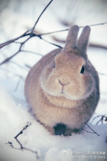 雪地里蹦出只可爱的小兔子。赶紧抱走！