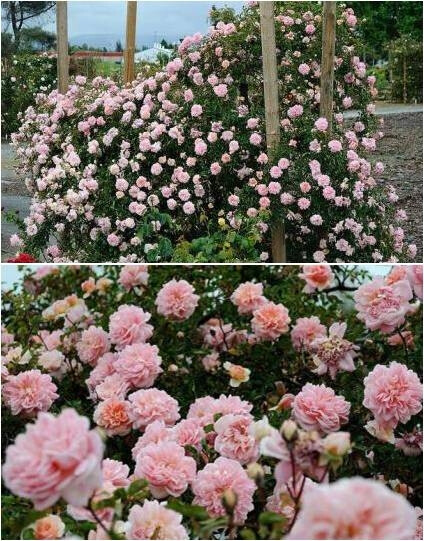 【玫瑰】保罗诺埃尔,藤本月季,鲑鱼的粉红色,中等香,多头,大集群开放