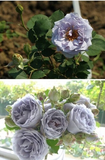 【玫瑰】Turn Blue转蓝，丰花月季，紫蓝色，微香，花径中等，永久盛开。半直立树形，高1.0-1.5米。花的颜色稳定，花瓣也很强劲，是最接近蓝色的月季。