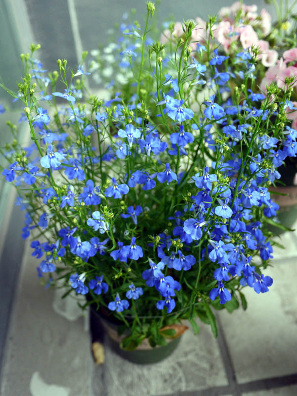 lobelia