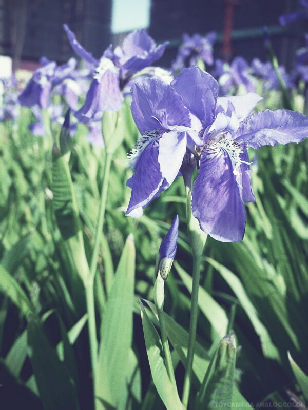 iris