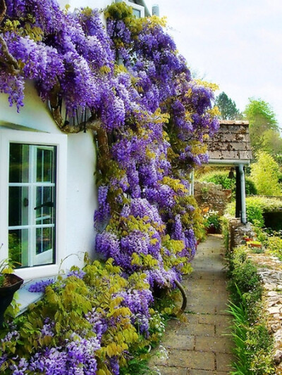 Wisteria Cottage