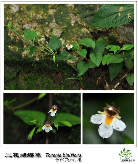 二花蝴蝶草（Torenia biniflora）玄参科蝴蝶草属。与空舞的蝴蝶不同，植物界这位蝴蝶常生于林荫处，低调地躲着猫猫。但到了花季，只要认真搜索，定能发现她那红黄白交错的精致小花停憩草丛当中，如英台守候山伯那样等着她的专属王子领她飞离俗世。花期7-10月（摄影:@BigKing_大金 ）