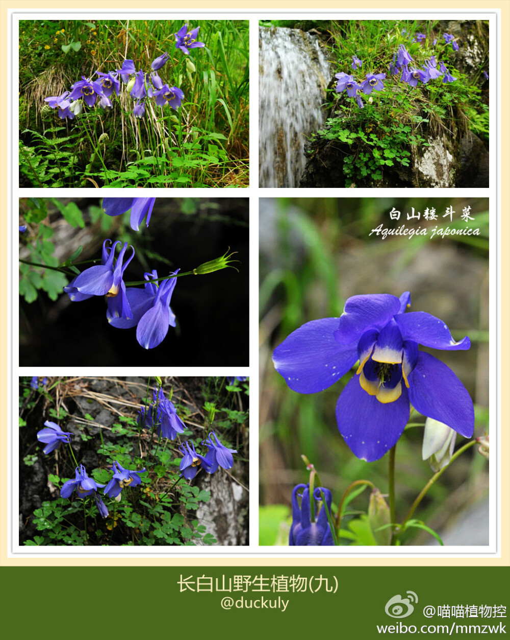 毛茛科耧斗菜属 Aquilegia L. 白山耧斗菜 Aquilegia japonica Nakai & Hara 分布于吉林长白山一带。她的中文名带着浓浓的长白山地域气息，外围漏斗花瓣状的5枚蓝紫色的萼片，围绕着真正的花瓣黄白色瓣片。美的冒泡泡了