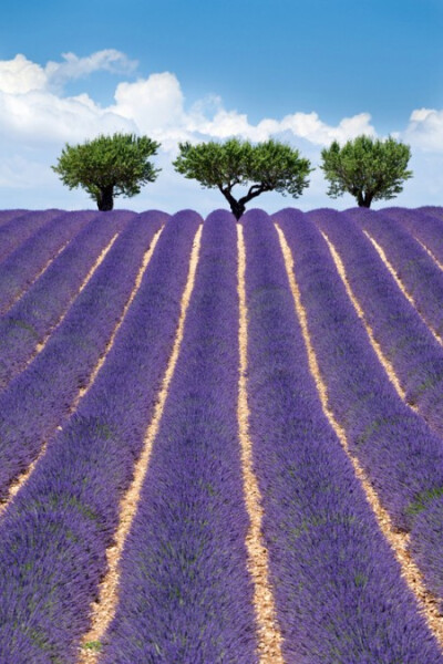 Valensole （Provence）的薰衣草