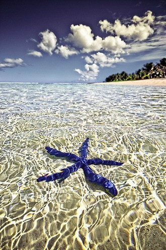 蓝海星，法属波利尼西亚塔希提岛，清澈见底的海水