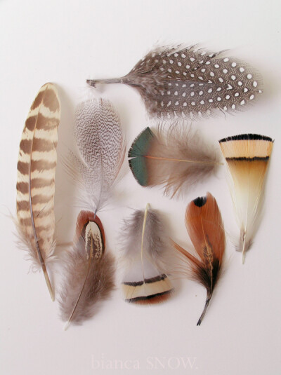 http://www.biancasnow.com/blog/leaves-and-feathers