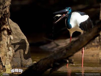 澳大利亚，北领地，阿纳姆地，贾比鲁鹳（Jabiru Stork）捕鱼